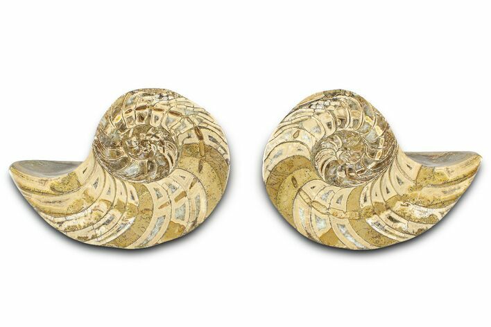 Jurassic Cut & Polished Nautilus (Cymatoceras) Fossil -Madagascar #365517